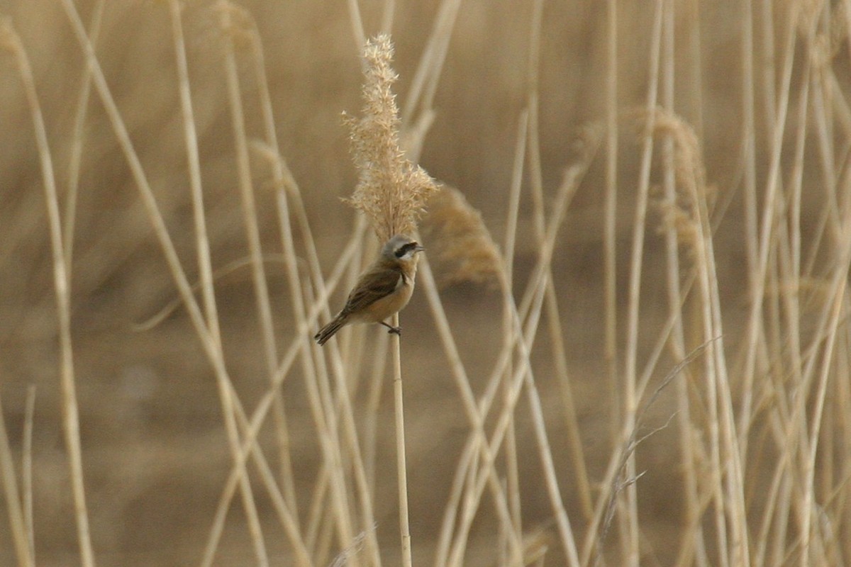 Chinese Penduline-Tit - ML645834457
