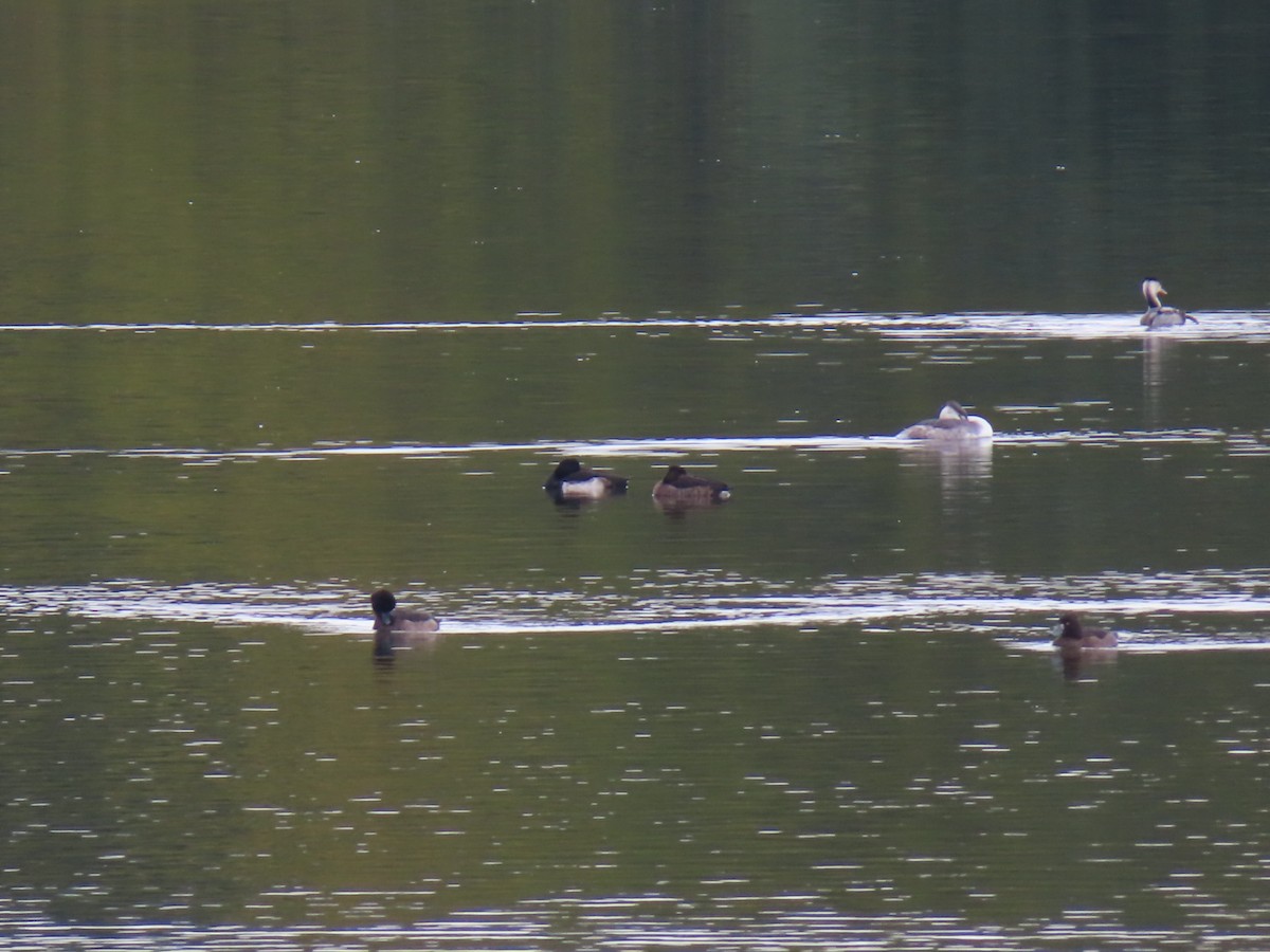 bergand - ML645834458