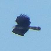 Hook-billed Kite - ML645834459