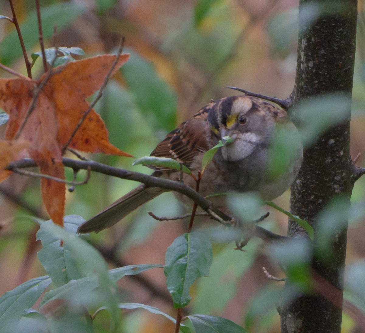 White-throated Sparrow - ML645834463