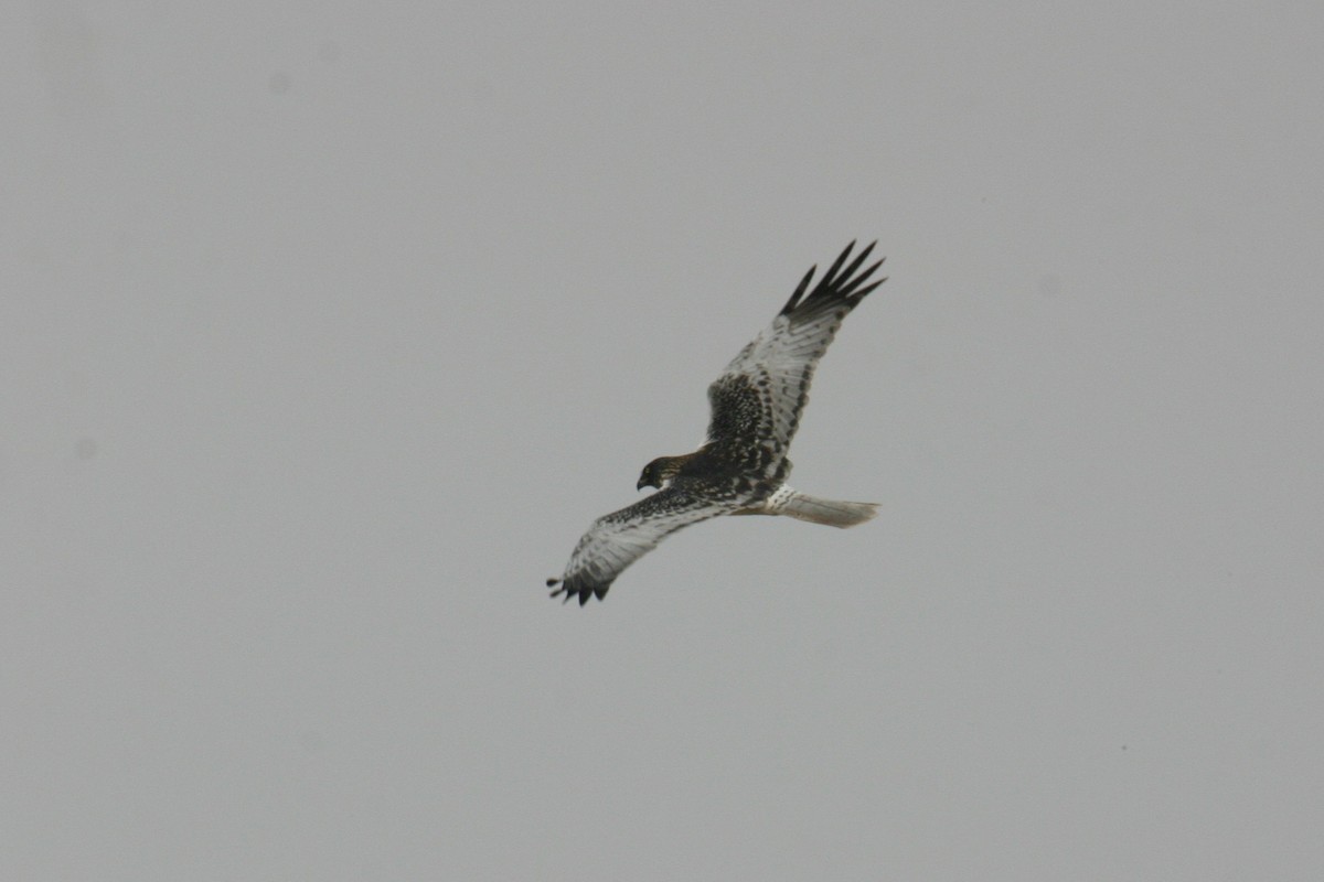 Eastern Marsh Harrier - ML645834464