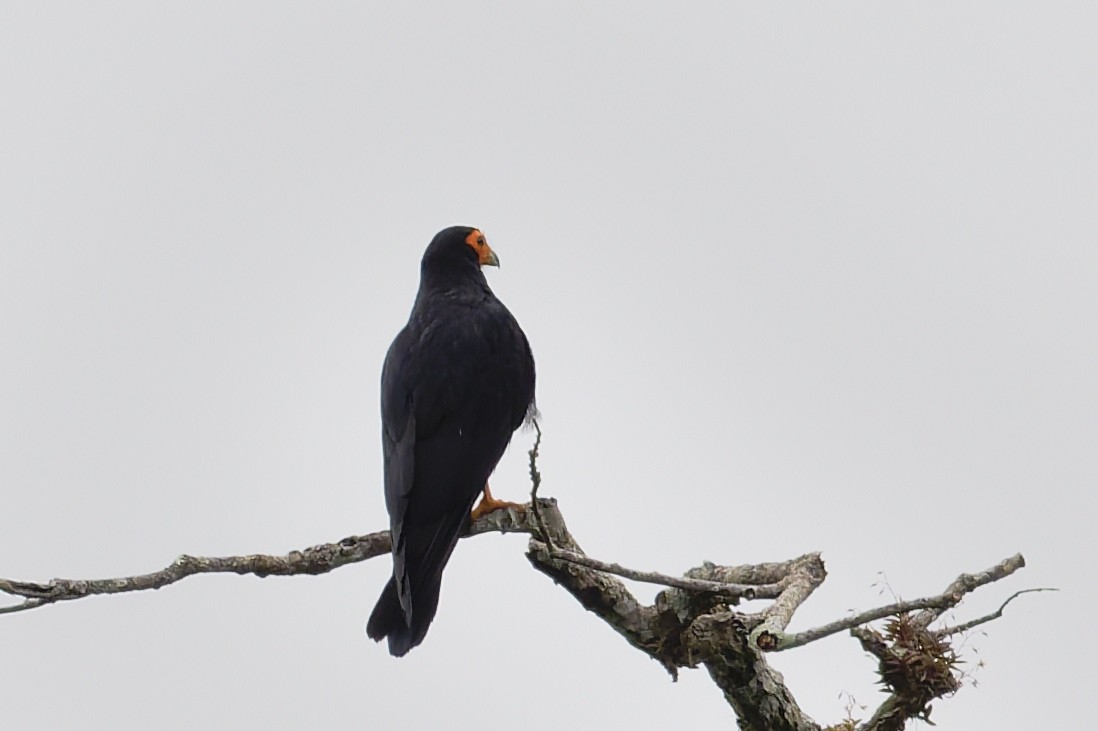 Siyah Karakara - ML645834480