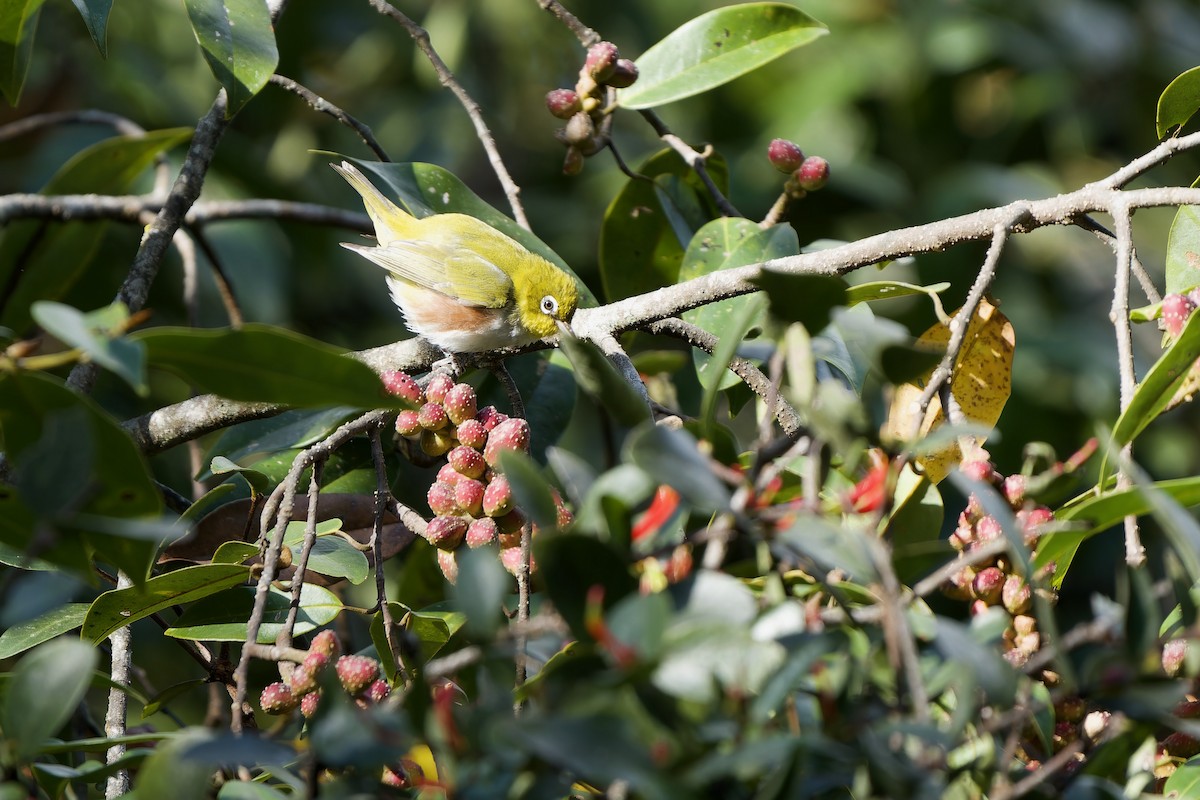 Chestnut-flanked White-eye - ML645834483