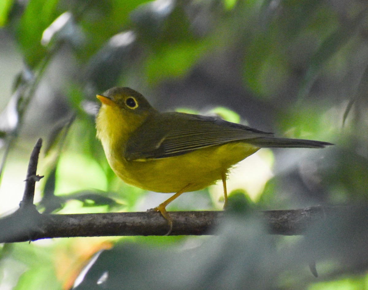 Whistler's Warbler - ML645834496