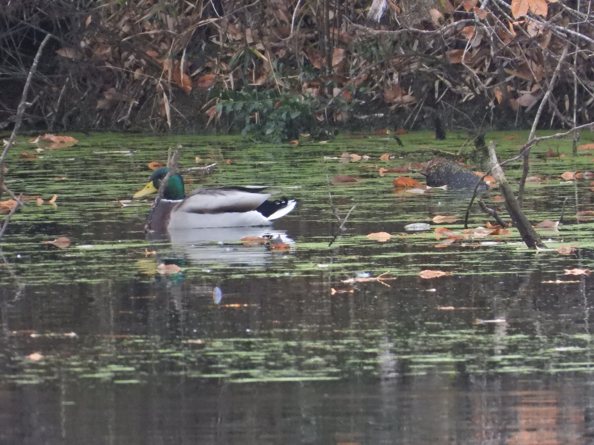 stokkand - ML645834502