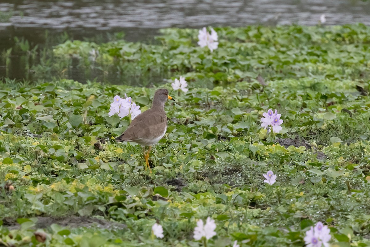 ケリ - ML645834506