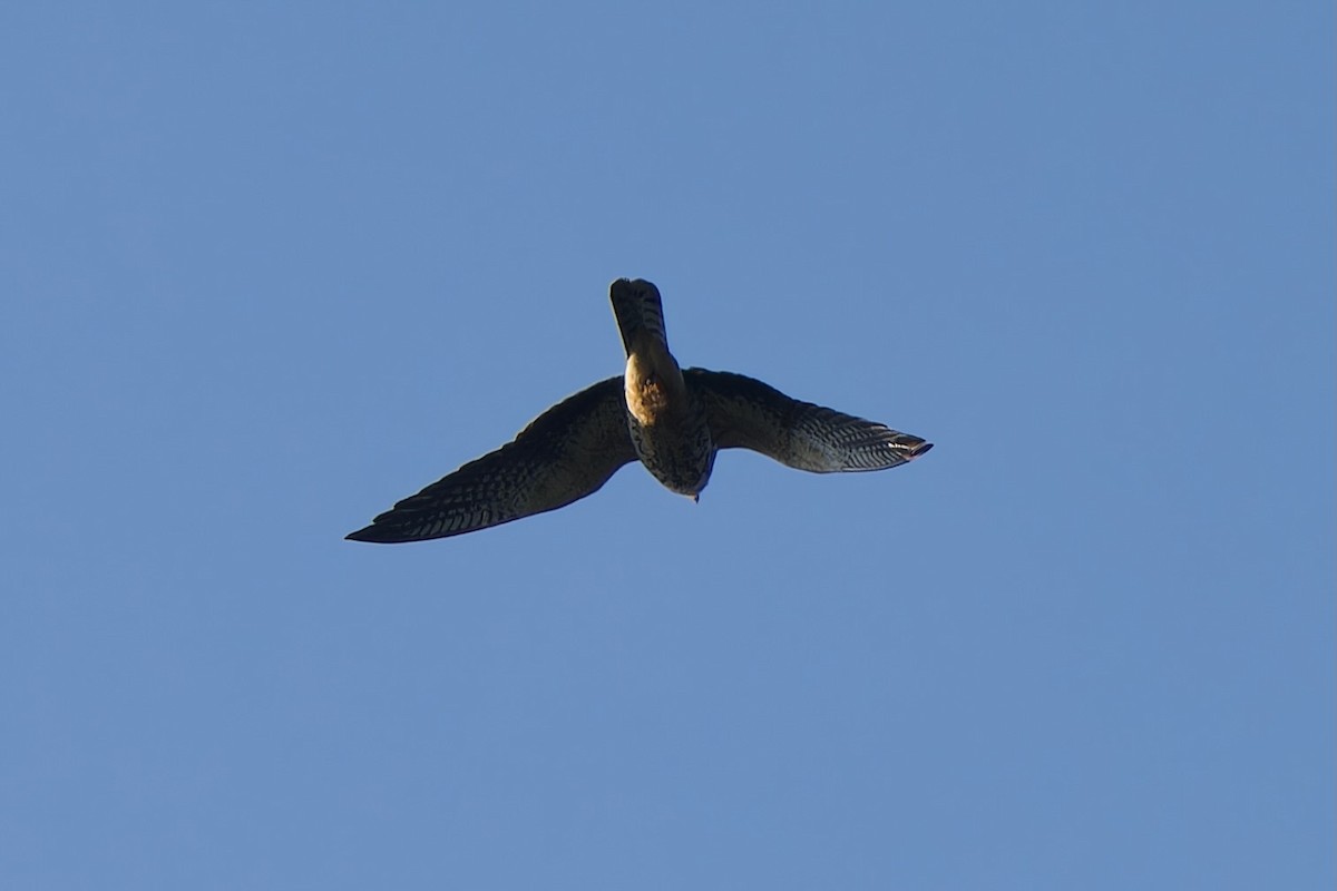 アカアシチョウゲンボウ - ML645834526