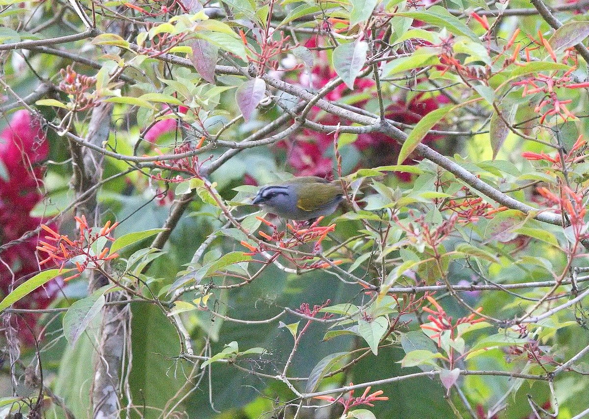 クロスジオリーブシトド - ML645834527