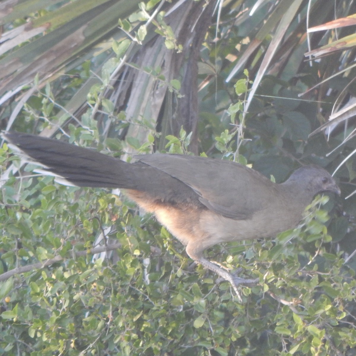 ムジヒメシャクケイ - ML645834528