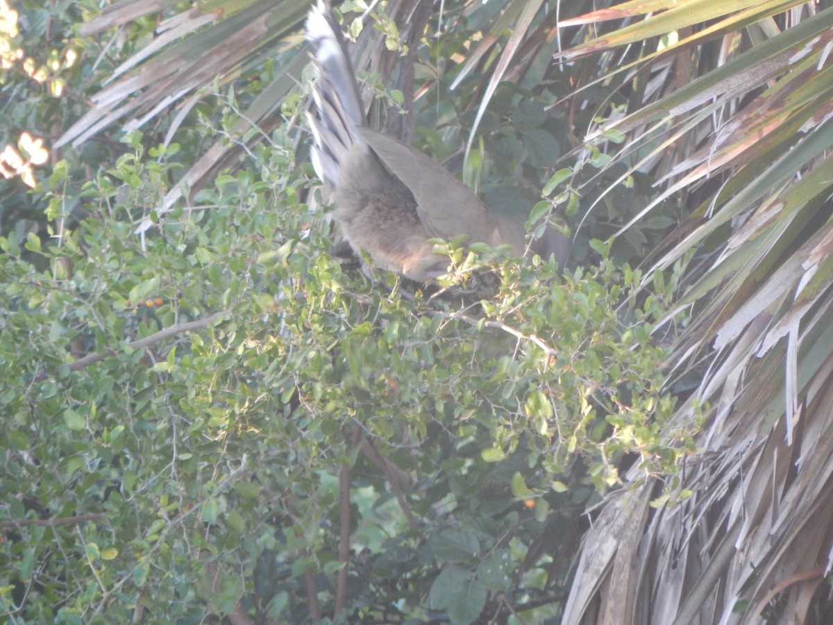 ムジヒメシャクケイ - ML645834529