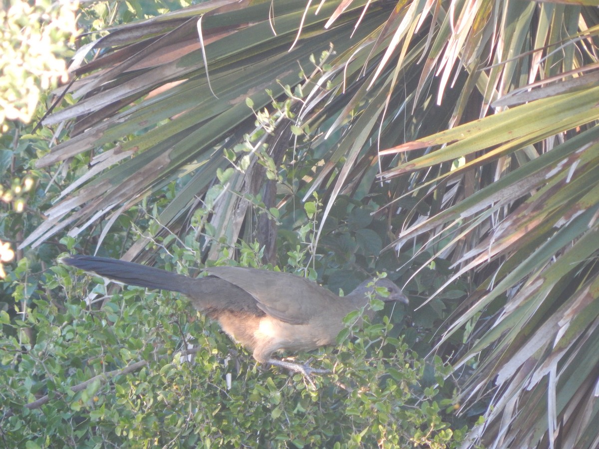 ムジヒメシャクケイ - ML645834530