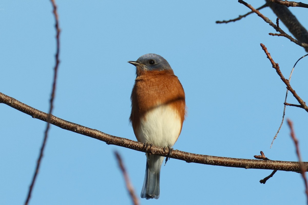 ルリツグミ - ML645834532