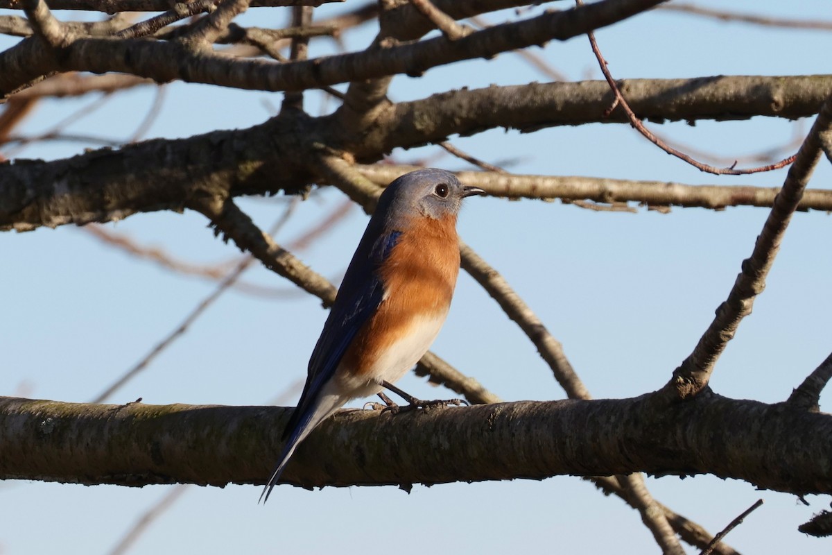 ルリツグミ - ML645834533