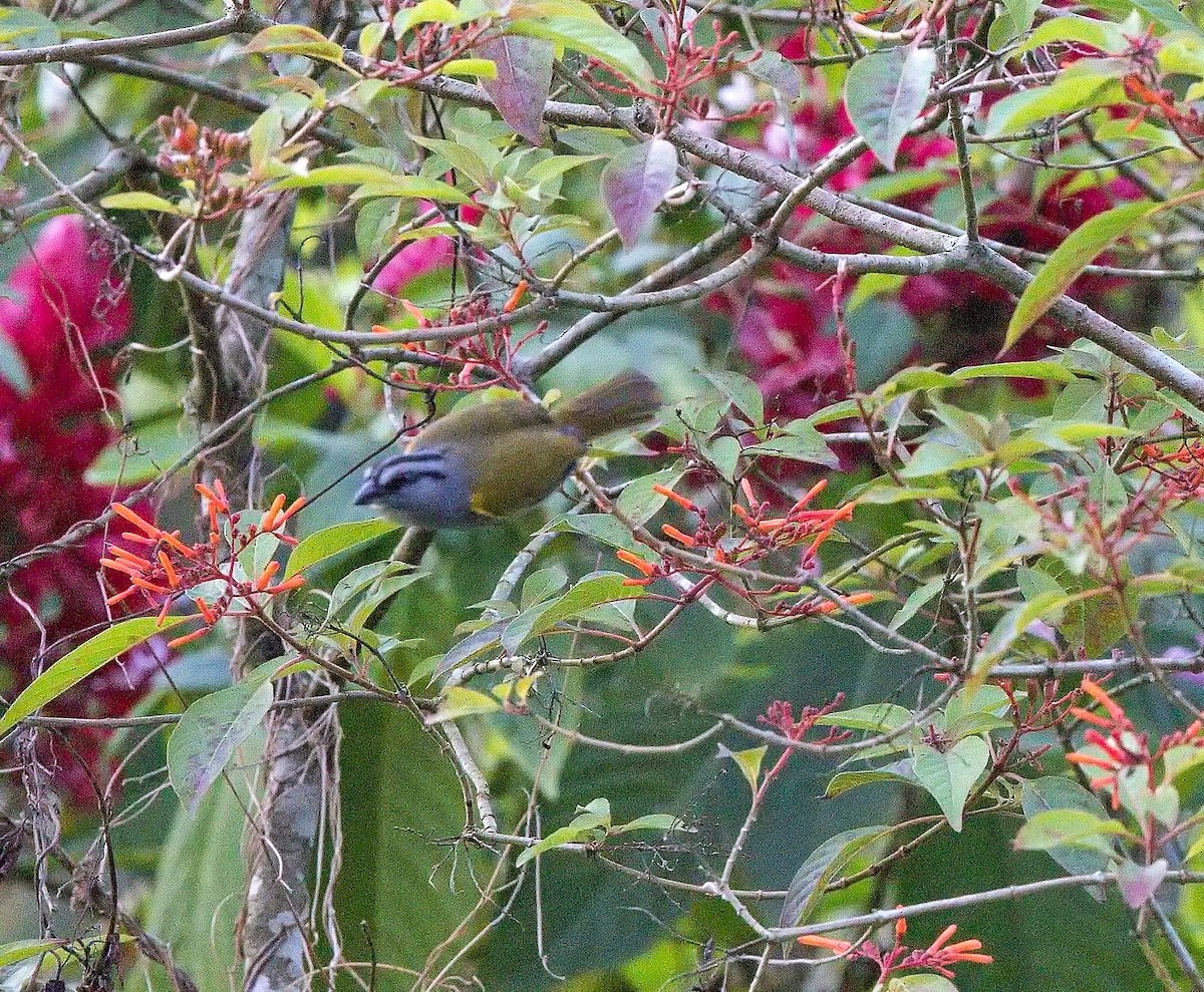 クロスジオリーブシトド - ML645834535