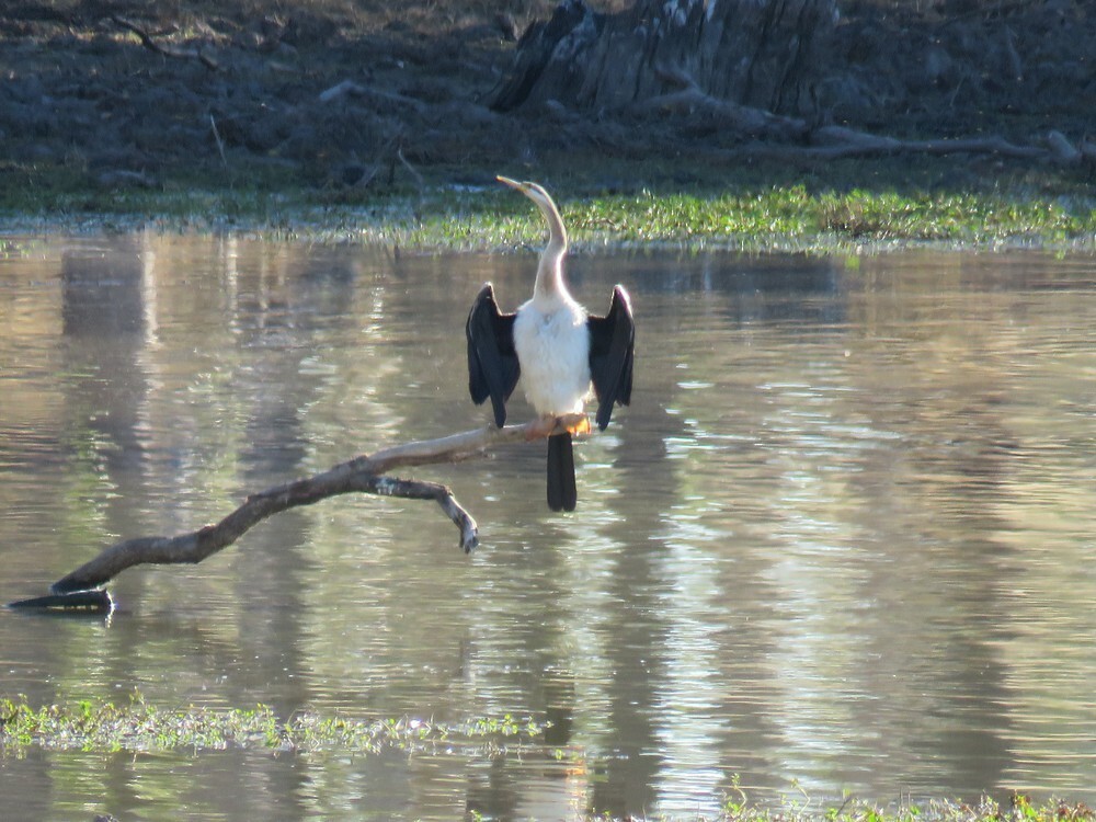 オーストラリアヘビウ - ML645834536