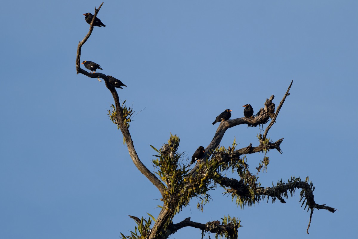 キュウカンチョウ（religiosa グループ） - ML645834537
