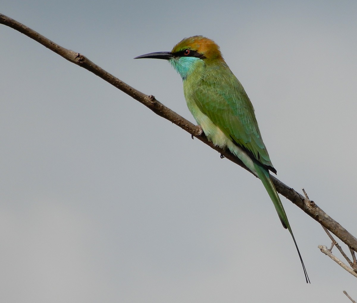 Asian Green Bee-eater - ML645834538