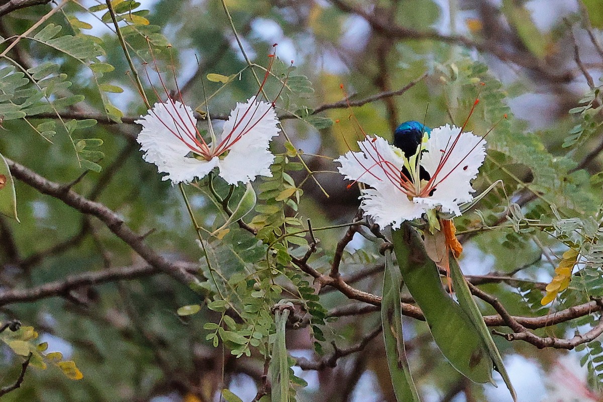 Arabian Sunbird - ML645834539