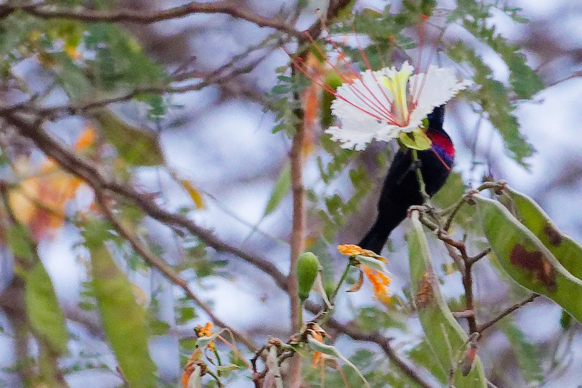 Arabian Sunbird - ML645834540