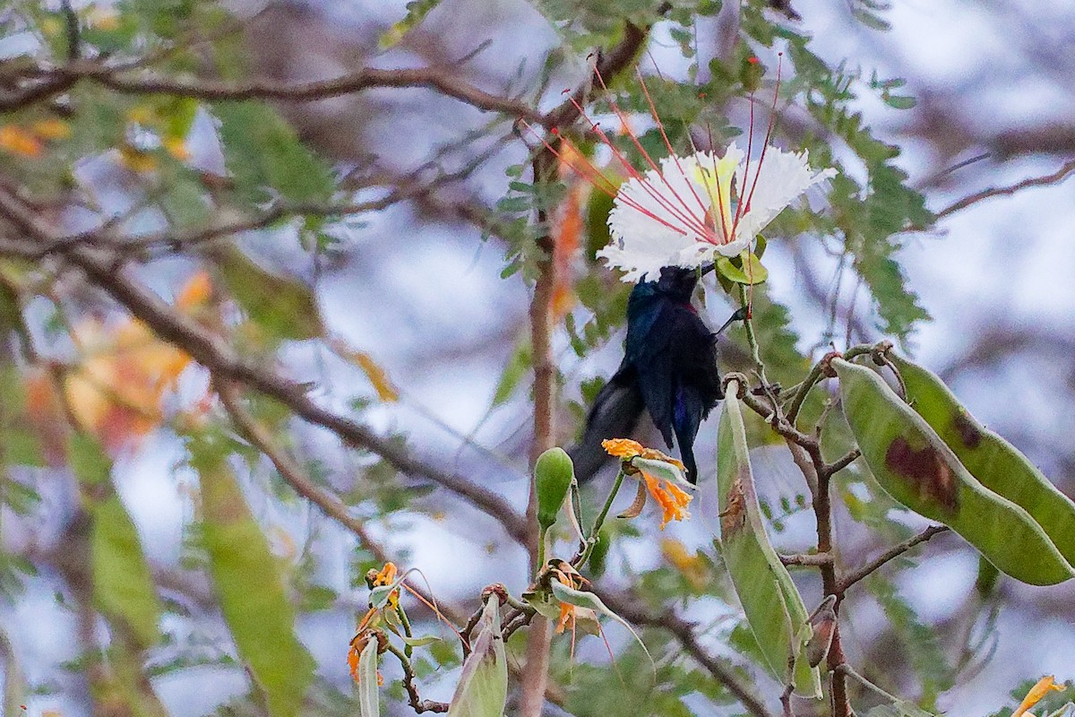 Arabian Sunbird - ML645834541