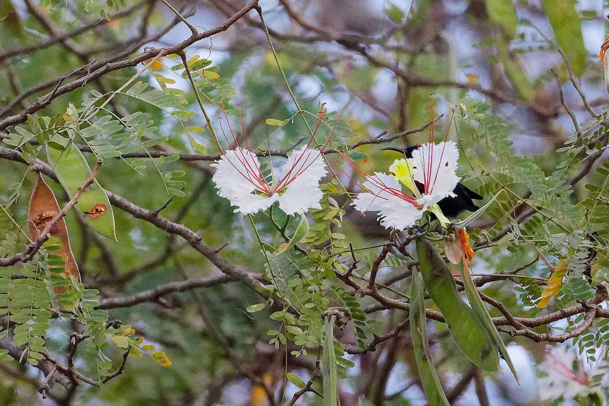 Arabian Sunbird - ML645834542