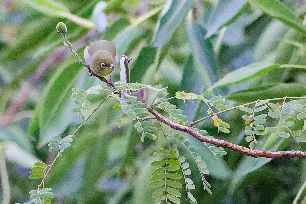 シロハラメジロ - ML645834546