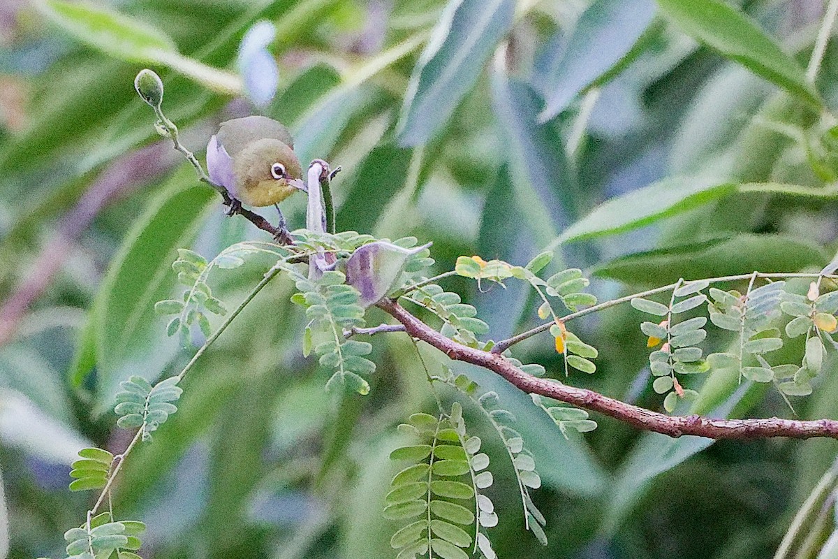 シロハラメジロ - ML645834548