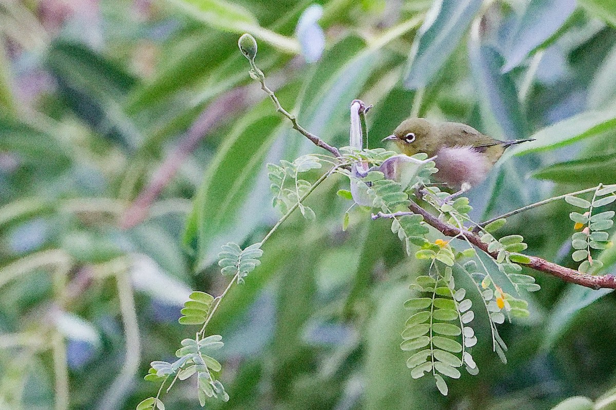 シロハラメジロ - ML645834549