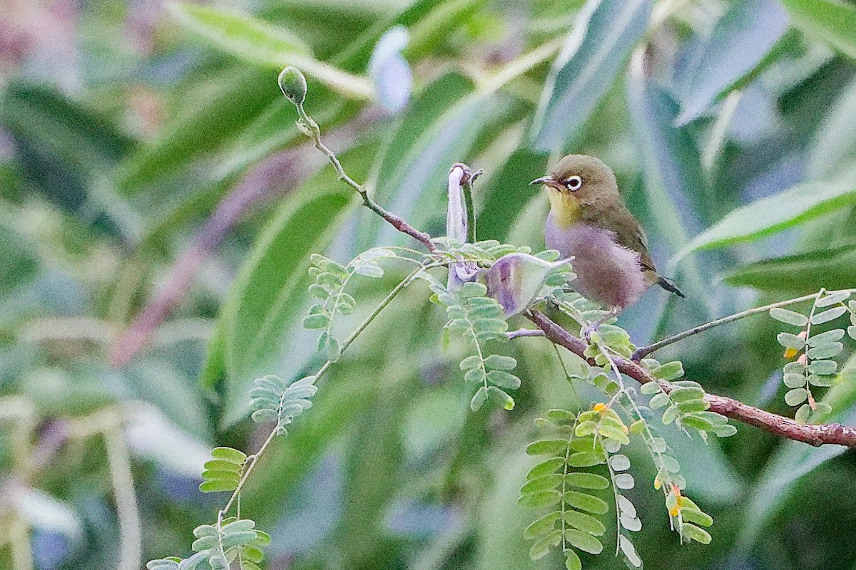 シロハラメジロ - ML645834550