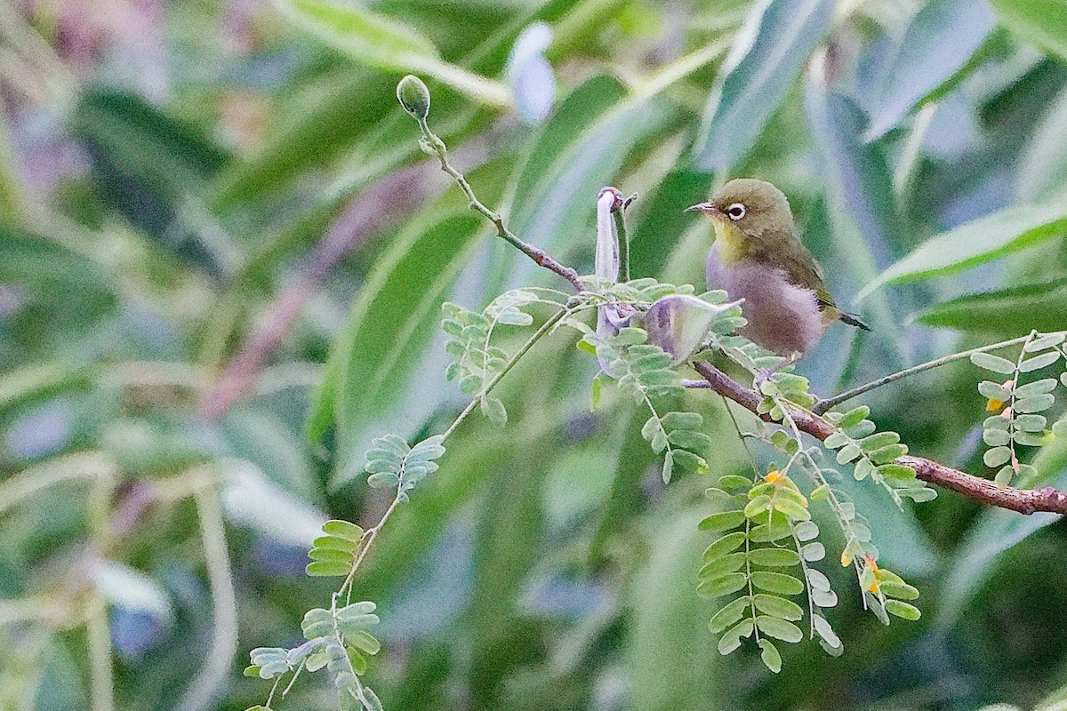 シロハラメジロ - ML645834551