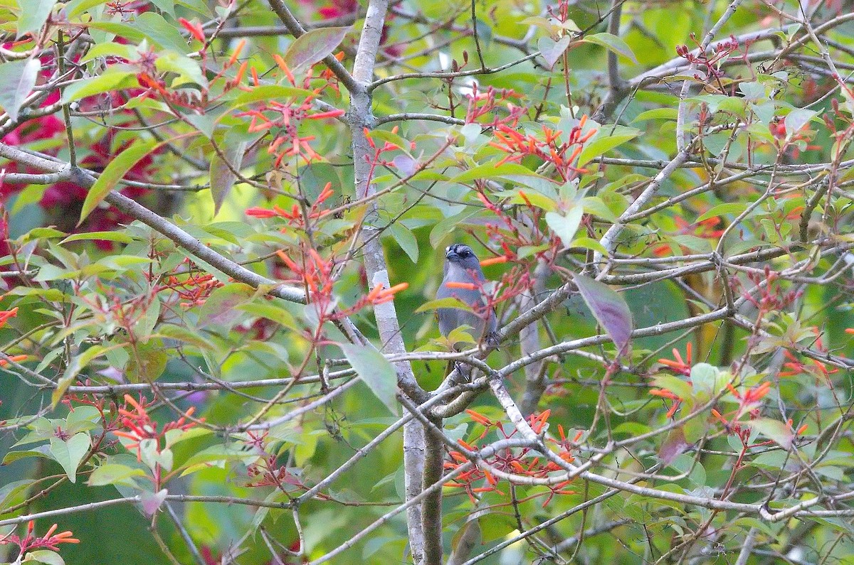 クロスジオリーブシトド - ML645834553