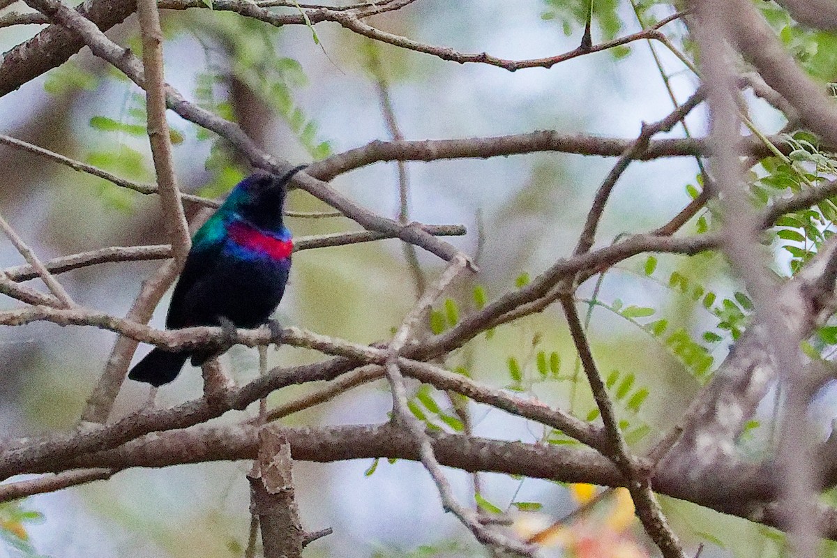 シロハラメジロ - ML645834556