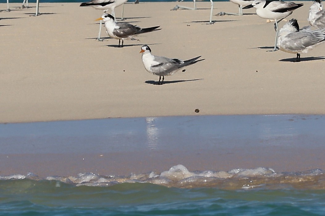 ベンガルアジサシ - ML645834564