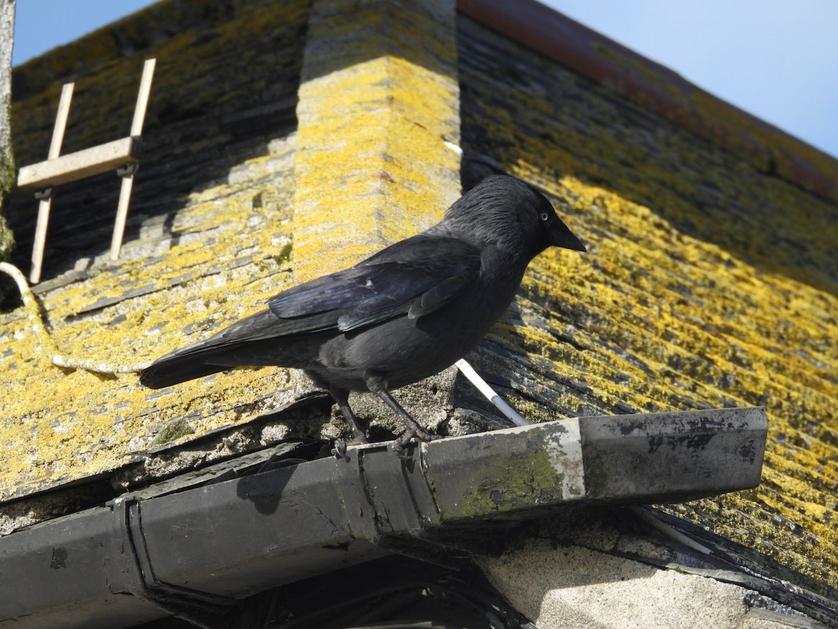 ニシコクマルガラス - ML645834566