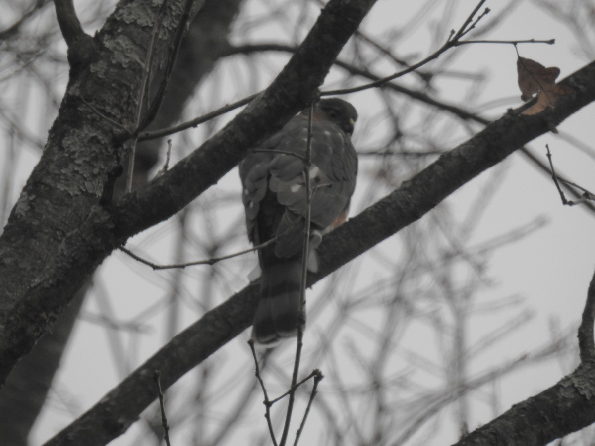 Sharp-shinned Hawk - ML645834575