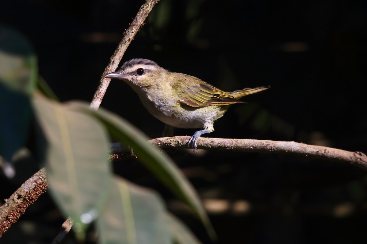 Chivi Vireo - ML645834576