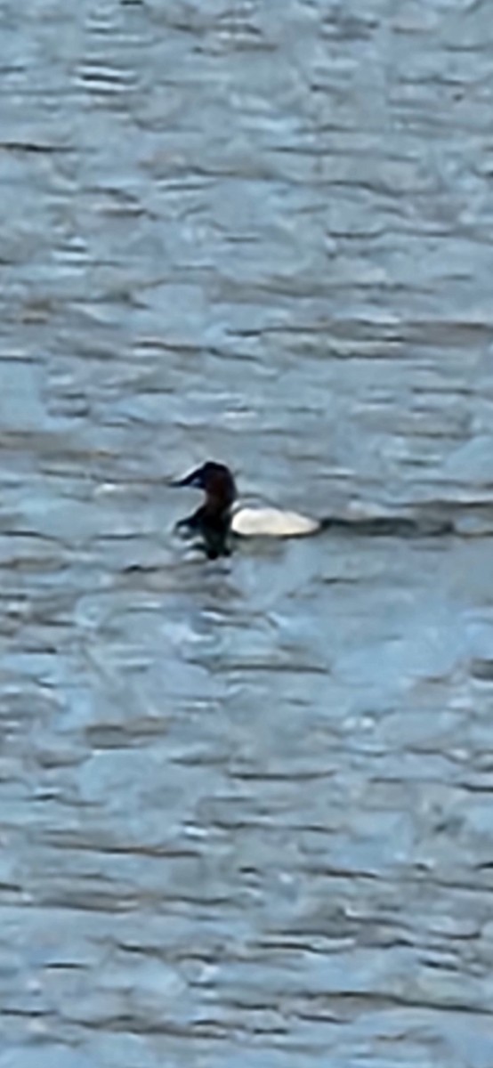 Canvasback - ML645834599