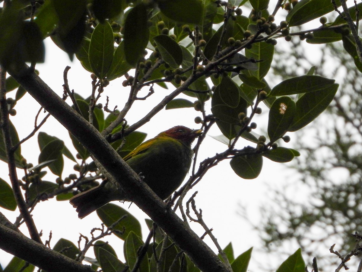 Tangara Cabecibaya - ML645834627