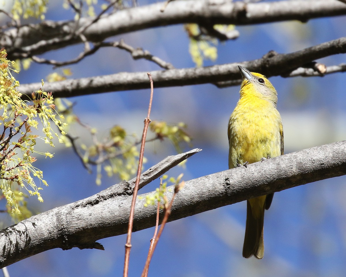 Hepatic Tanager - ML645834639