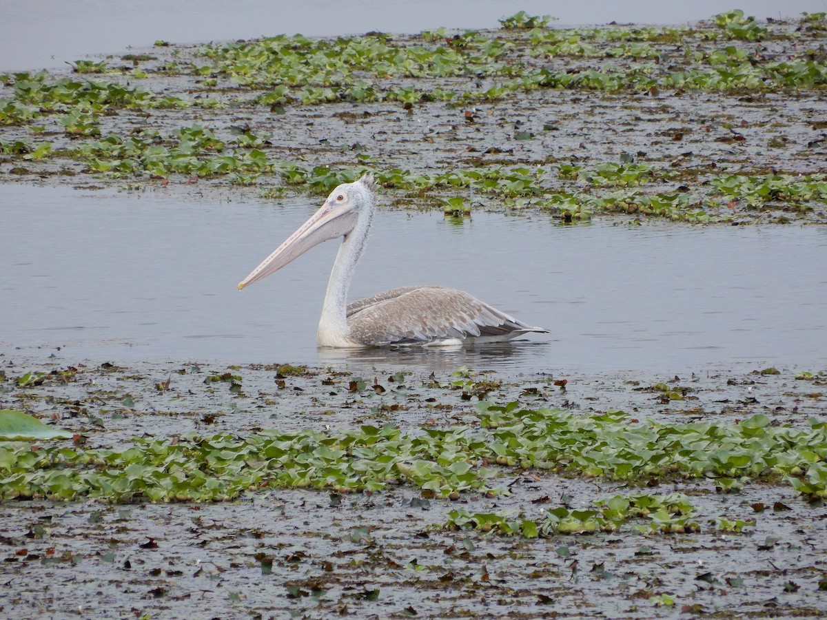 Pelícano Oriental - ML645834652