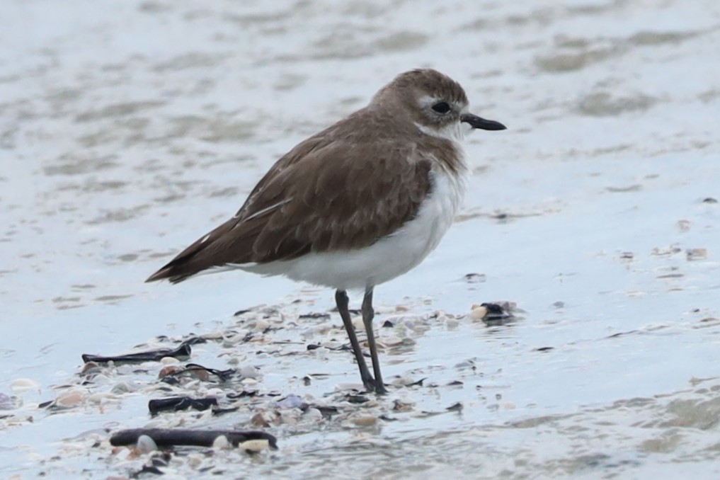 Tibet Cılıbıtı - ML645834660