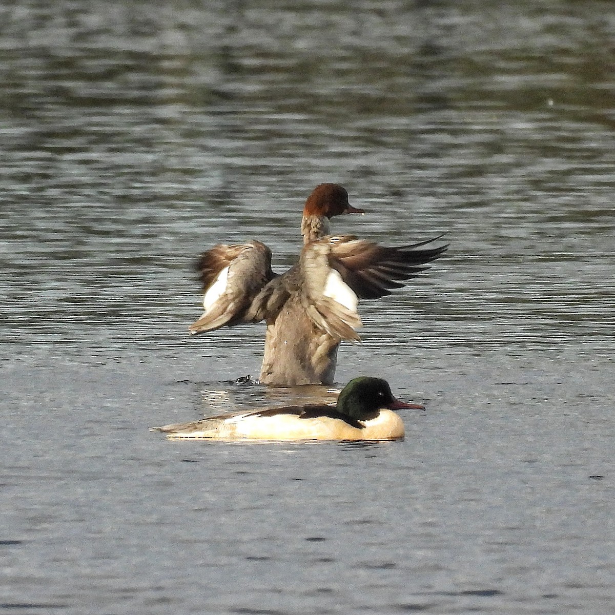 Common Merganser - ML645834661