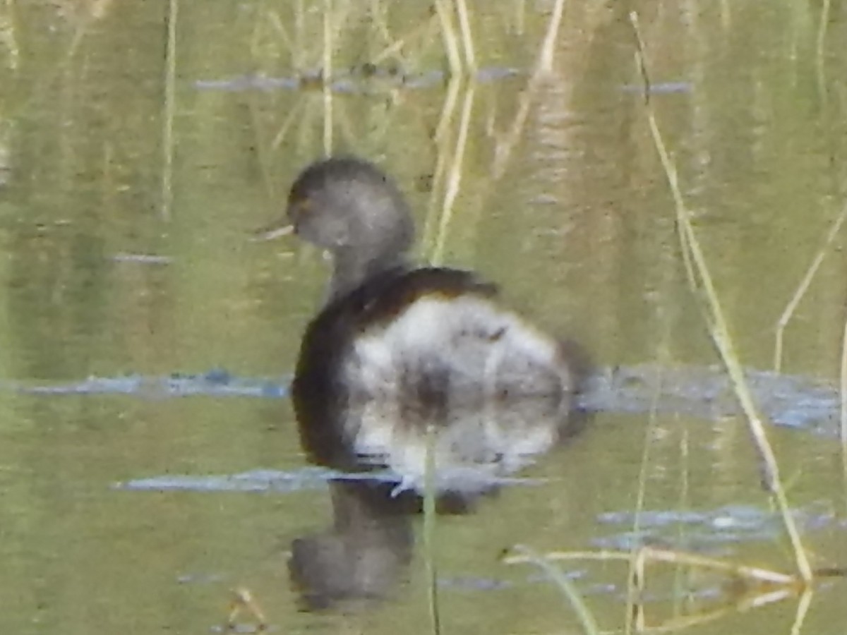 Least Grebe - ML645834663