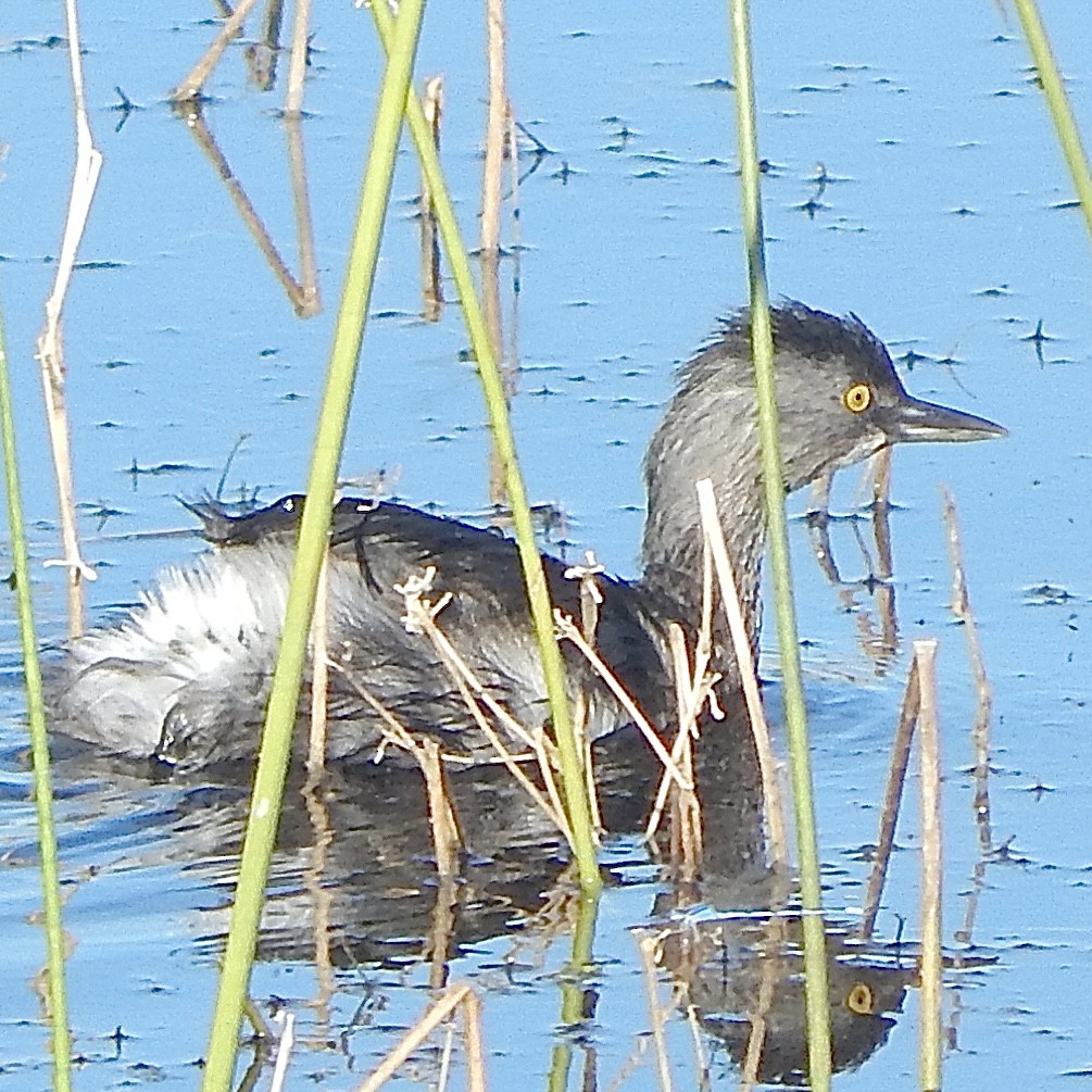 Least Grebe - ML645834664