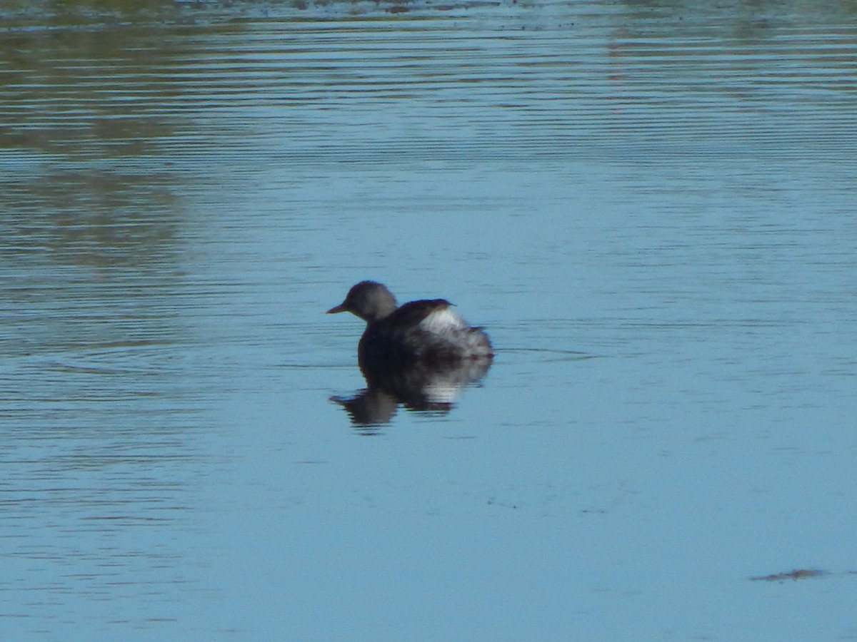 Least Grebe - ML645834665