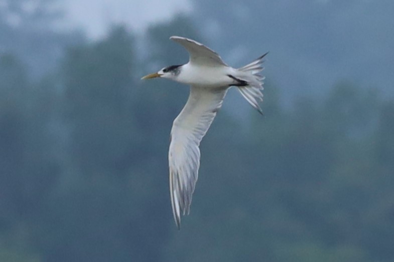 Great Crested Tern - ML645834666