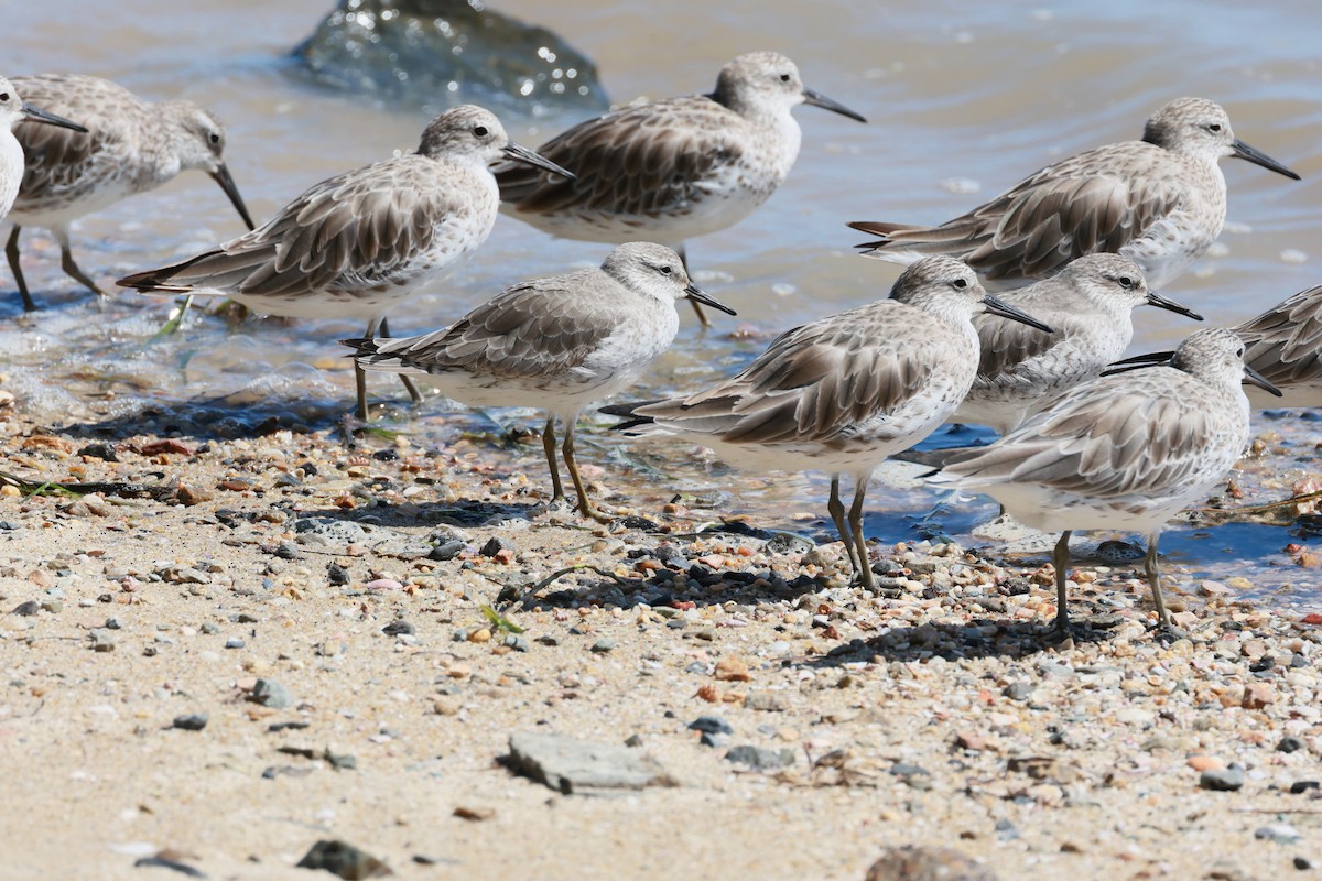 Bécasseau maubèche - ML645834668