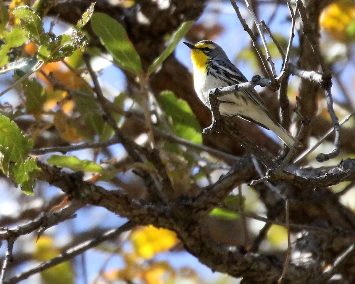Grace's Warbler - ML645834672