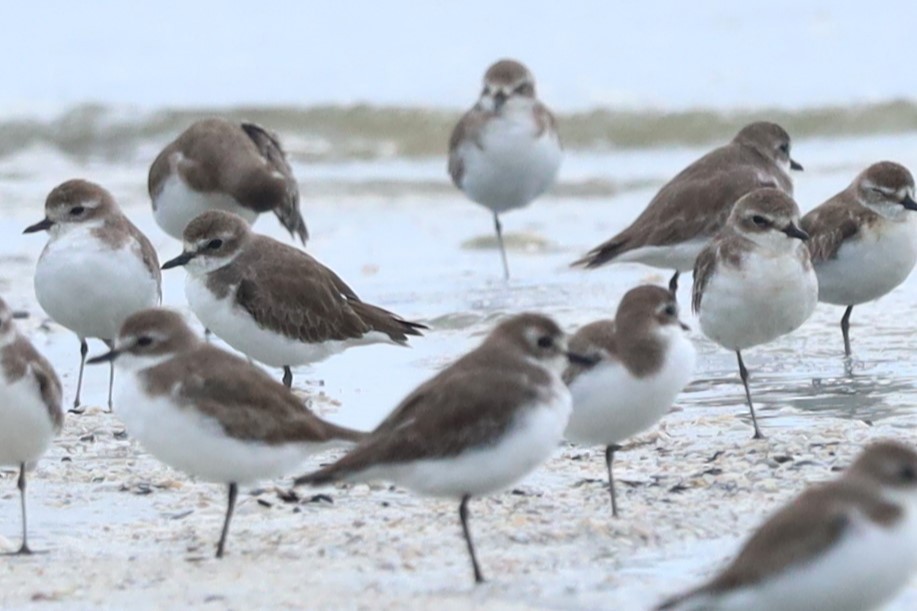 Tibet Cılıbıtı - ML645834676