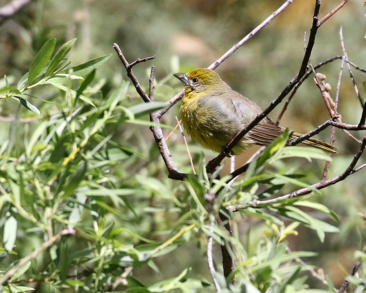 Hepatic Tanager - ML645834682